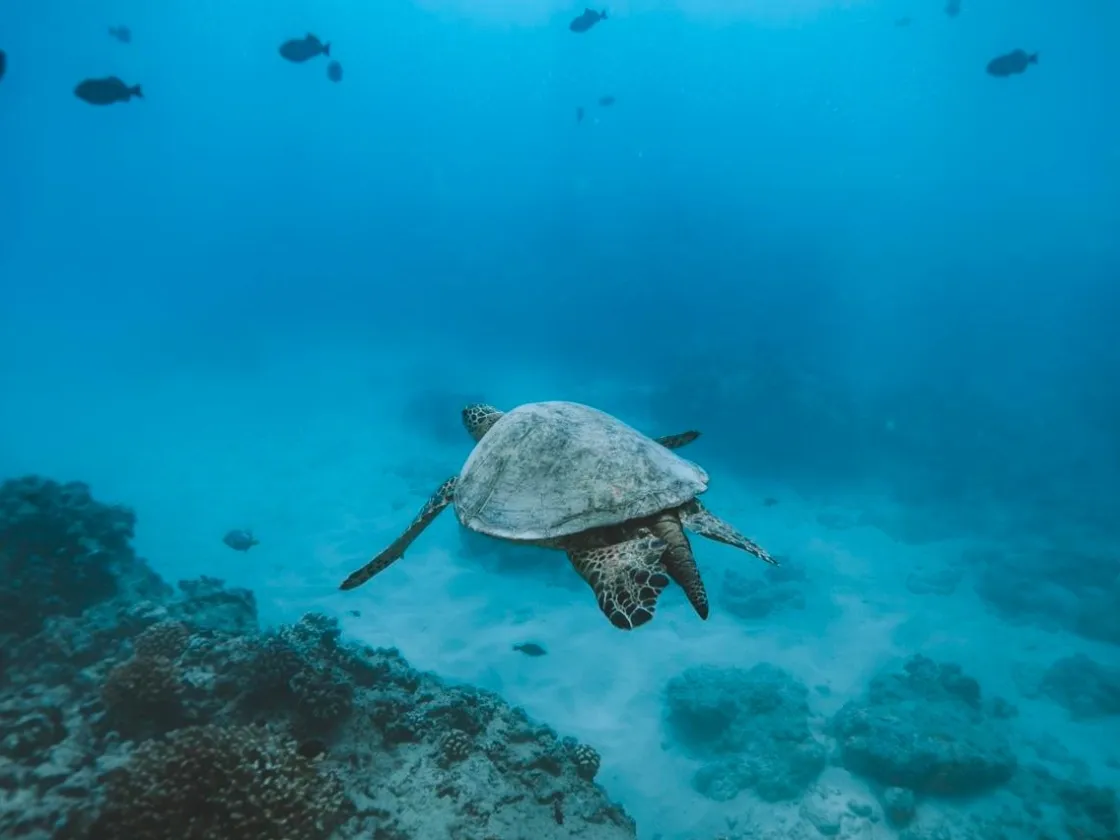 Semi-Private-Turtle-Snorkel-Catamaran-Cruise-image-2