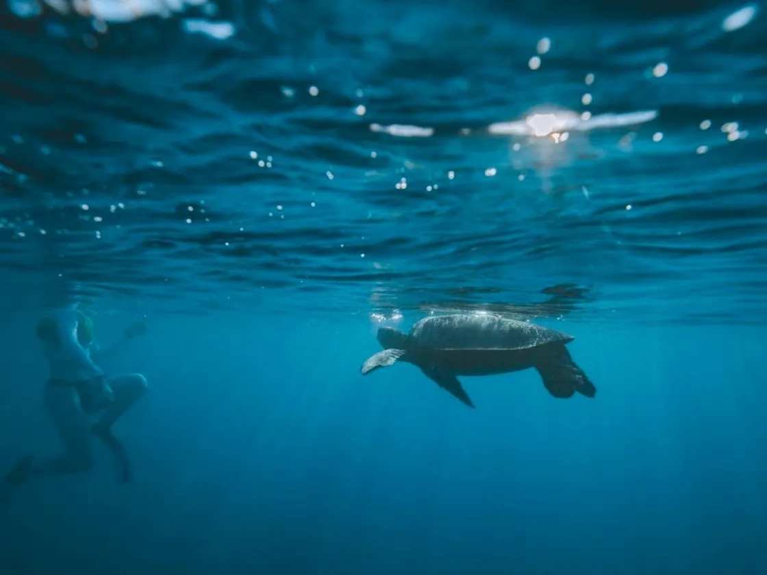 Semi-Private-Turtle-Snorkel-Catamaran-Cruise-image-6