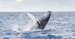Whale-Watching