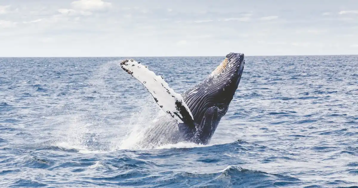 Read more about the article Best Spots for Seeing Whales in Hawaii: Tours & Tips