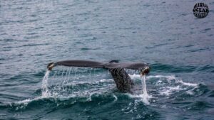Whale-Watching