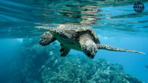 Turtle Canyon Snorkel Tour