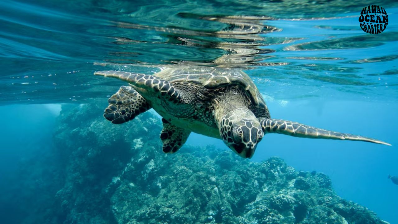 Read more about the article Best Turtle Canyon Snorkel Tour: Paddleboard and Explore!