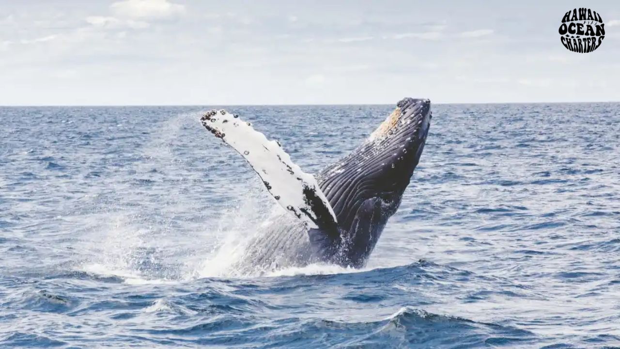 Read more about the article Whale Watching in Honolulu: The Best Time and Tours for a Memorable Experience