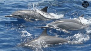 Spinner Dolphins