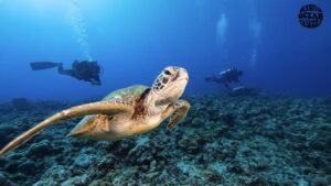 turtle-canyon-oahu-snorkeling