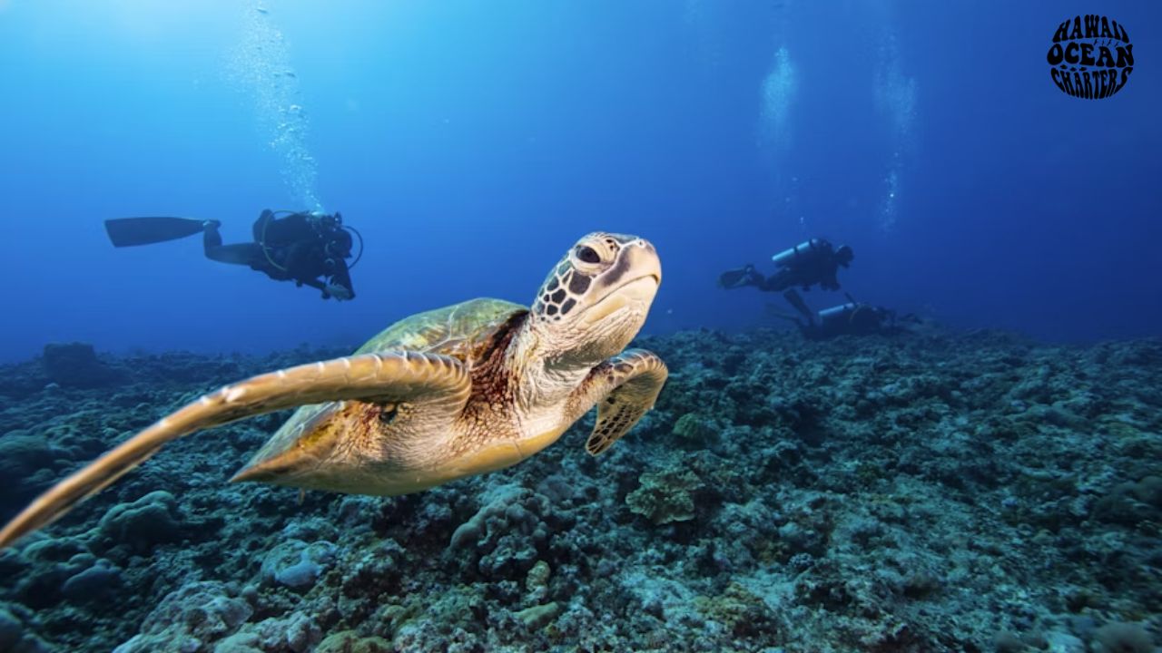Read more about the article Turtle Canyon Oahu: The Ultimate Snorkeling Experience in Hawaii