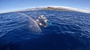 boat-tour-in-oahu-guide