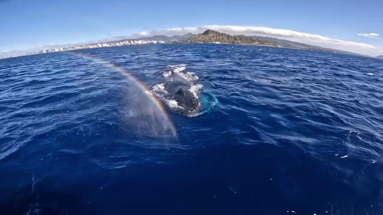Read more about the article Boat Tour in Oahu: The Ultimate Guide to Island Adventures