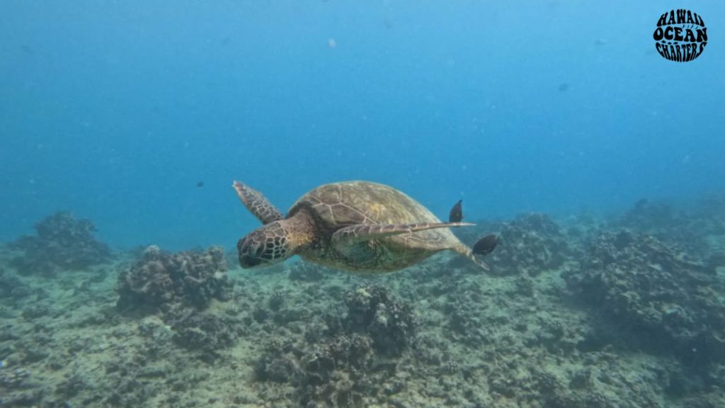Hanauma Bay