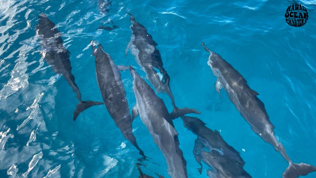 what-to-expect-hawaii-adventure-tours