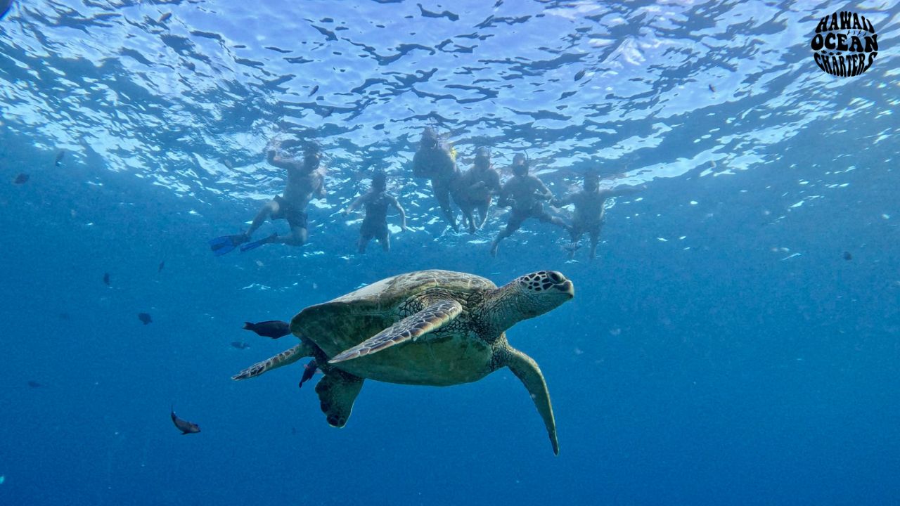 Read more about the article Where to See Turtles in Oahu: Top Beaches and Snorkeling Spots for an Unforgettable Encounter