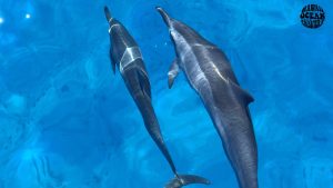 boat-tours-oahu-snorkeling-turtles-dolphins