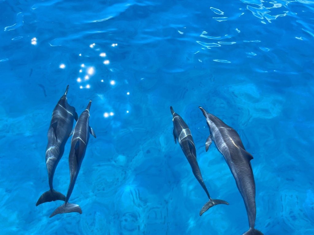 boat-tours-oahu-snorkeling-turtles-dolphins