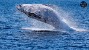 whale-watching-in-waikiki-january