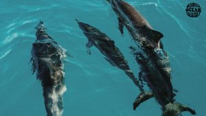 where-to-see-dolphins-in-january-waikiki