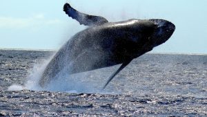 oahu-in-january-whale-watching