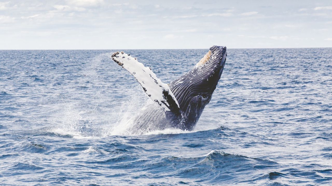 Read more about the article What to Wear Whale Watching in Hawaii So You Stay Comfortable  