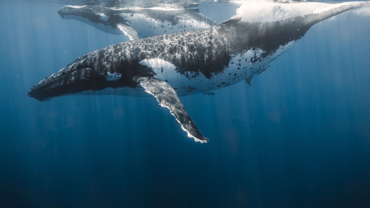 Read more about the article When is Whale Season in Hawaii and Why January to March Are So Special on Oahu