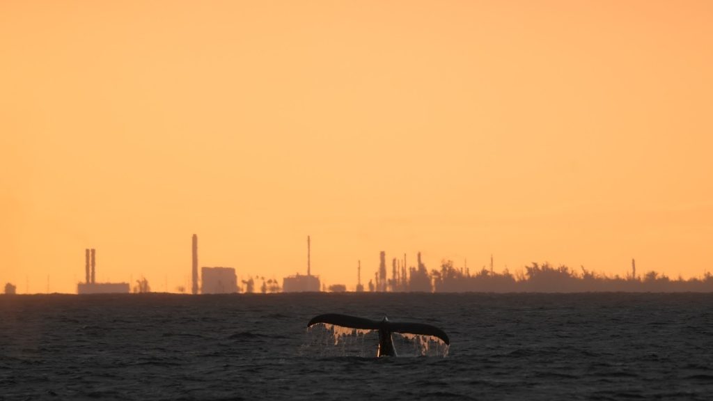 A humpback whale tail dipping into the ocean at sunset with an industrial skyline backdrop, illustrating surfacing behaviors and the question: why do whales breach?
