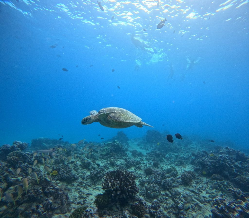 Green sea turtle swimming in clear blue water at one of the best snorkeling Oahu spots.