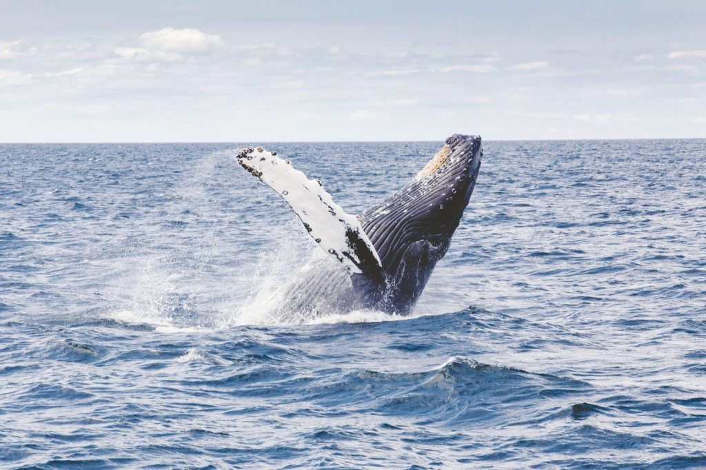 Humpback whale breaches ocean surface near lush coastline under cloudy sky.