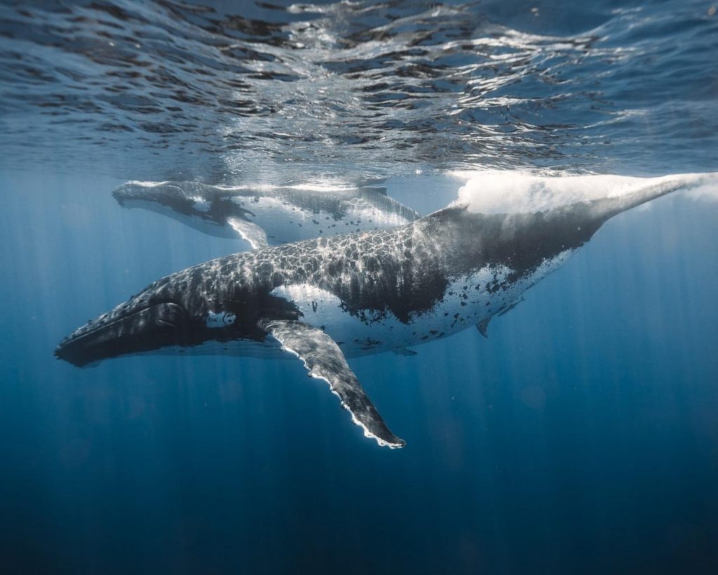 Two humpback whales gliding underwater in clear tropical ocean near Hawaii.