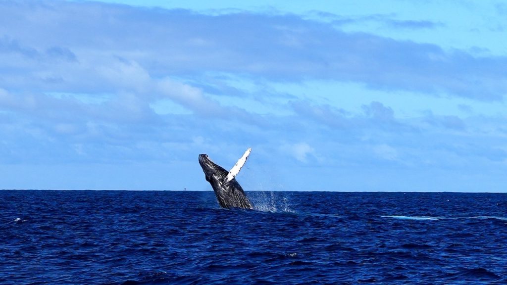 why-do-whales-breach-hawaii