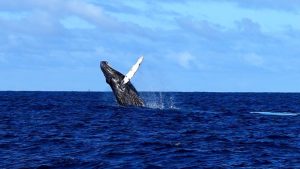 why-do-whales-breach-hawaii