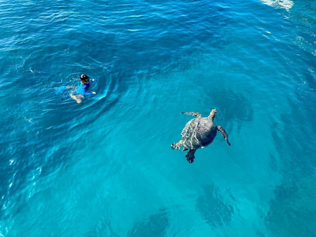 Turtle spotted while snorkeling in Hawaii.