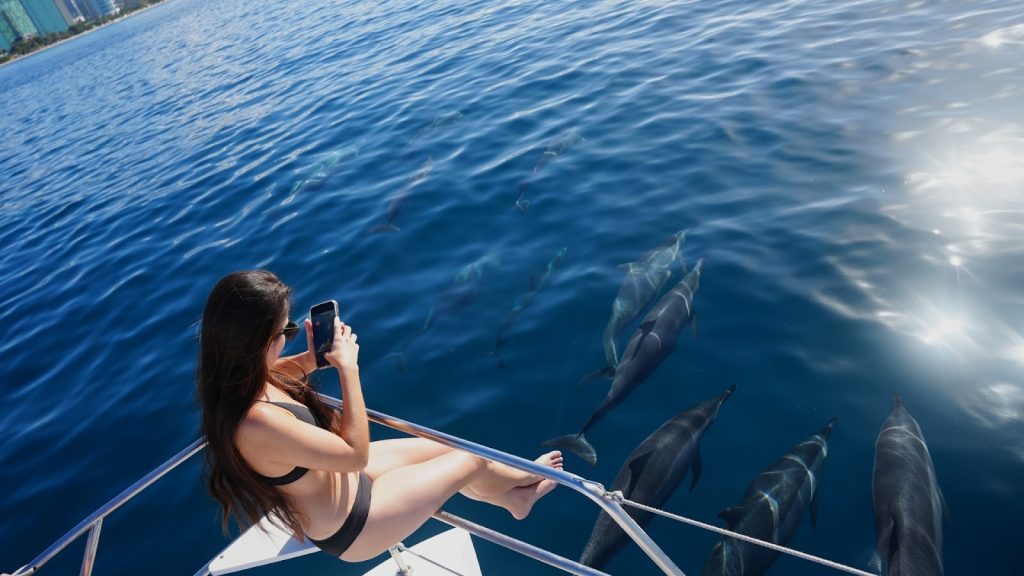 Whale watching on Oahu boat tours. 