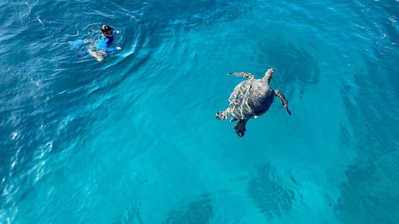 Read more about the article Where to See Turtles in Oahu: 7 Amazing Snorkel Spots & Tours