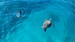 Turtle spotted during a snorkeling adventure in Hawaii.