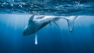 Humpback whale swimming just below the ocean surface.