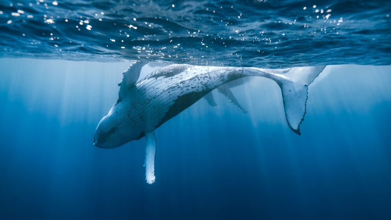 Read more about the article 7 Incredible Humpback Whale Facts + Honolulu Whale Watching Guide