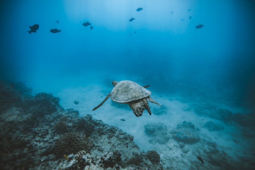 Hawaiian green sea turtle (Honu) swimming near a coral reef in clear blue water.