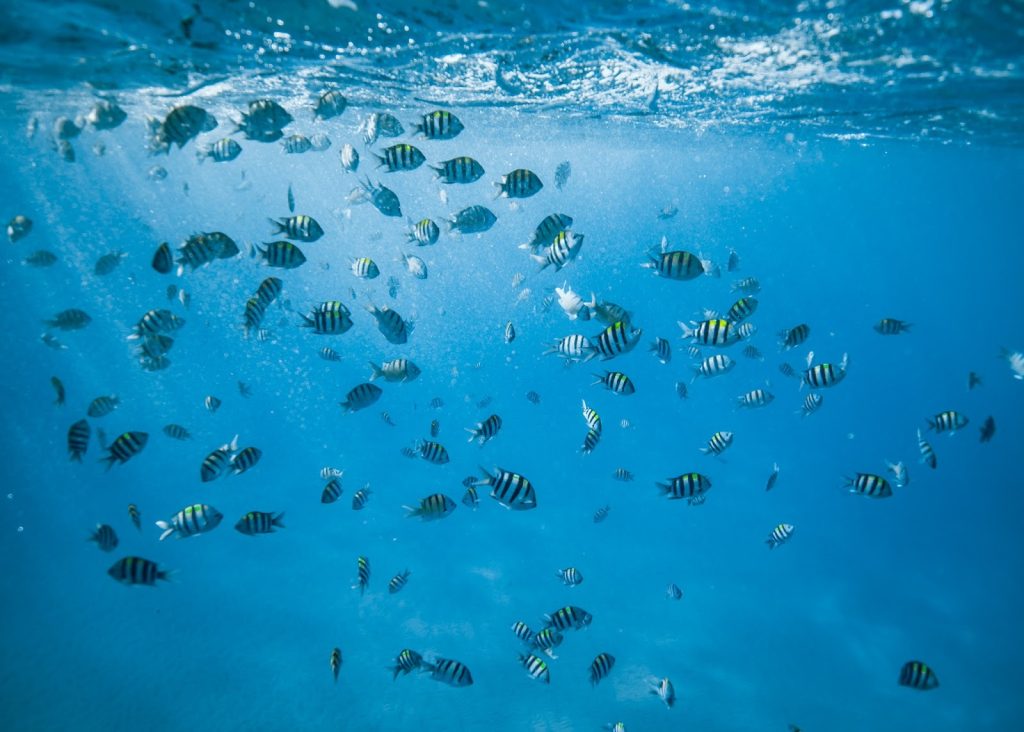 Tropical fish swimming in clear blue ocean water.