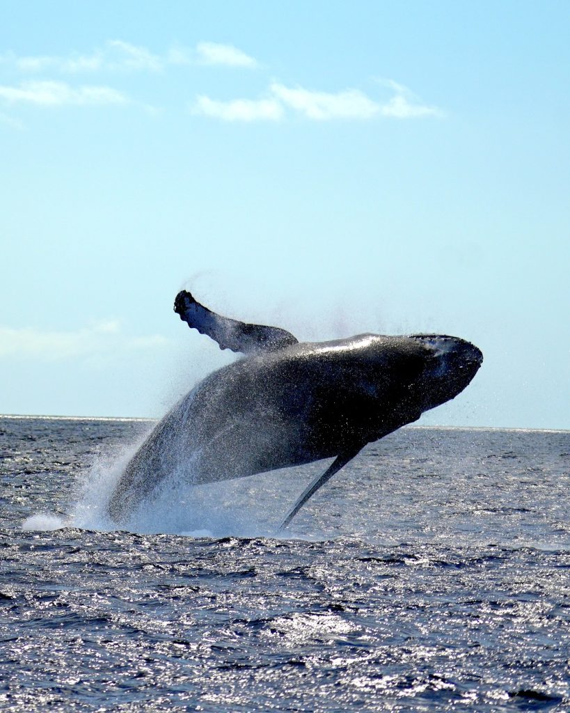 umpback whale breaching above the ocean surface.