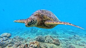 Calm reef waters near Turtle Canyon with a sea turtle swimming.
