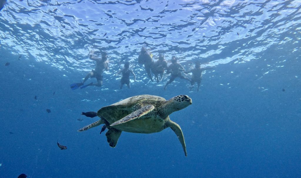 Group of snorkelers behind a turtle.