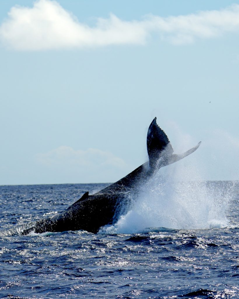 Humpback whale breaching during an Oahu whale watching tour.
