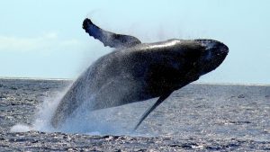Humpback whale surfacing in the Pacific Ocean during a Waikiki whale watching tour near Honolulu