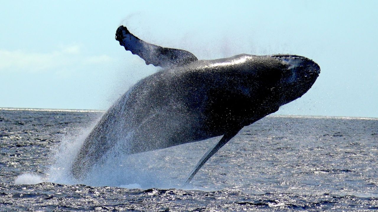 Read more about the article How Long is Whale Watching in Hawaii? A Guide to Waikiki Boat Tours