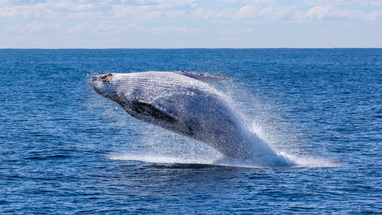 Read more about the article Which Hawaiian Island is Best for Whale Watching? Why Oahu Feels Different
