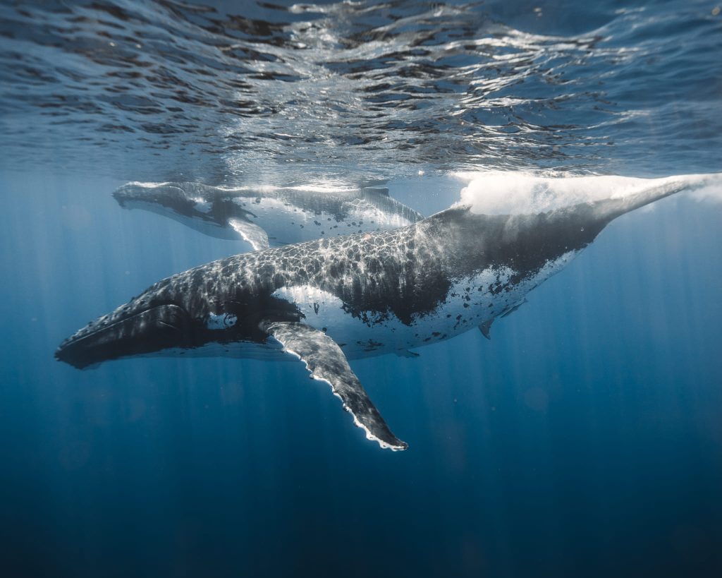 View of marine life in clear Hawaiian water