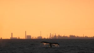 Whale breaching in Hawaii ocean during sunset.