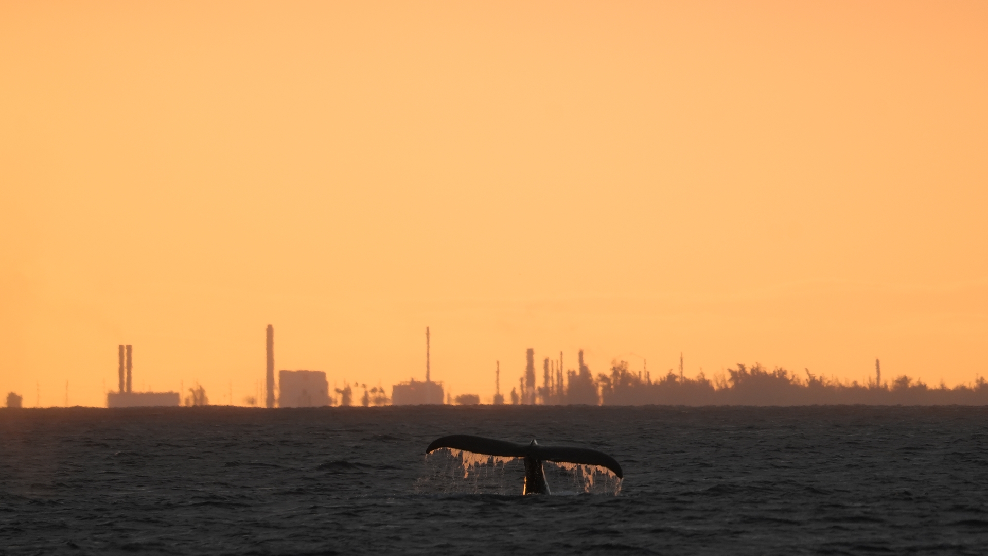Read more about the article When to See Whales in Hawaii: 6 Powerful Tips Beyond Timing