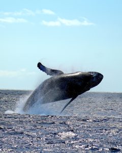 Humpback whale surfacing in the Pacific Ocean during a Waikiki whale watching tour near Honolulu