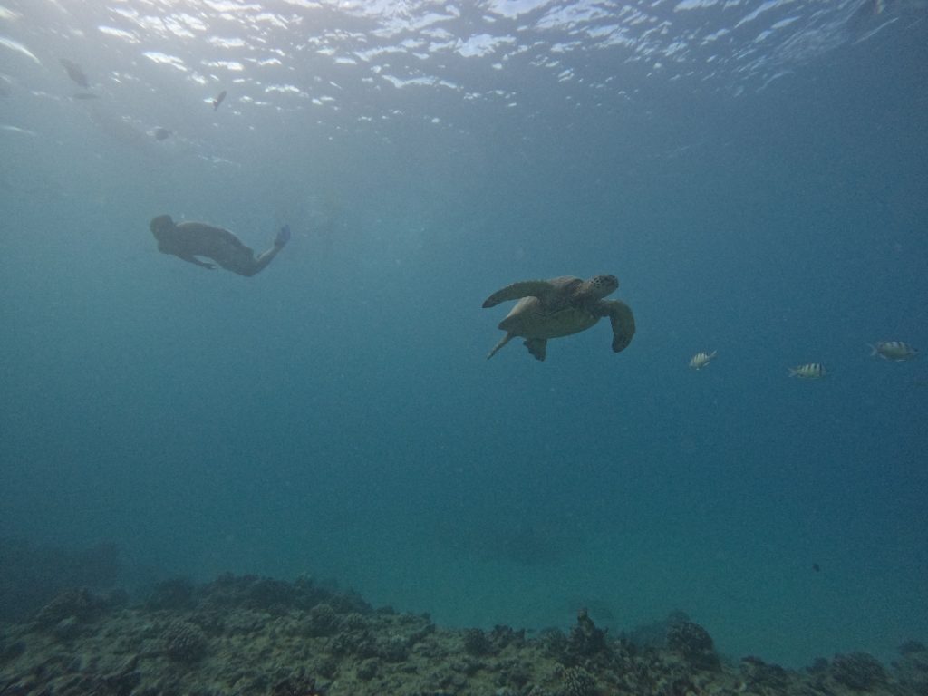 Snorkeler swimming beside a turtle in Hawaii.