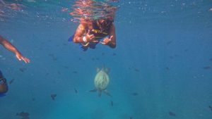 Snorkelers enjoying a private boat tour near Turtle Canyon in Honolulu with clear blue water and Hawaiian marine life.